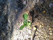 Rauhalan avomaalla alkaa itää.